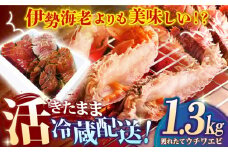 【甘くてプリプリ♪一度は食べてほしい！】漁師直送！ 活き！ 平戸の「うちわえび」 1.3kg 平戸市 /  ひばり [KAA058]