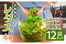 【着日指定 可能】【平戸産】 平戸産 水耕栽培 レタス 4種 平戸市 / モロフジファーム [KAA066]レタス 通販 新鮮 レタス サラダ レタス 産地直送 