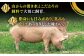 【あっさりとした上質な肉質】平戸島豚セット 約760g 平戸市 / 前川精肉店 