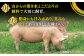 【あっさりとした上質な肉質】平戸島豚 トンカツ用「ロース」約840g（140g×6枚） 平戸市 / 前川精肉店 
