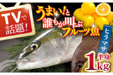 【着日指定 可能】【一度食べるとやみつきに！最高のお魚をご用意しました】ヒラマサ（半身） 平戸なつ香 ヒラス 約1kg 平戸市 / 坂野水産 [KAA207]