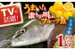 【一度食べるとやみつきに！最高のお魚をご用意しました】ヒラマサ（半身） 平戸なつ香 ヒラス 約1kg 平戸市 / 坂野水産 