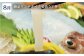 平戸逸品 四季の彩り海物語 平戸市 / 平戸さくら水産 