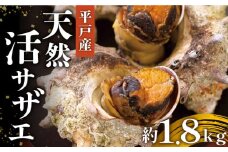 【平戸産を活きたまま】天然活サザエ 約1.8kg（3～4人分） 平戸市 / ひらど新鮮市場 [KAB006]