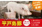 【平戸の山の幸】平戸島豚のしゃぶしゃぶセット 〜安心の地元野菜付〜  