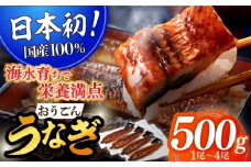 【着日指定 可能】【日本初！海水で養殖】長崎県産おうごんうなぎ 約500g（1尾〜4尾）平戸市 / 松永水産 [KAB111]うなぎ 鰻 ウナギ 土用丑の日 九州産 蒲焼 かばやき 