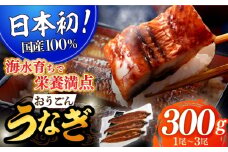 【着日指定 可能】【日本初！海水で養殖】長崎県産おうごんうなぎ 約300g（1尾〜3尾） 平戸市 / 松永水産 うなぎ 鰻 ウナギ 土用丑の日 九州産 蒲焼 かばやき   [KAB110]