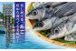 平戸 あご おつまみ 4種 ＆ 炊き込みご飯の素 セット 平戸市 / 森崎水産  