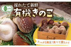 【着日指定 可能】平戸有機きのこ箱入りセット 平戸市 / きのこ屋 [KAD068]
