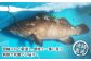 【季節限定】【幻の高級魚】天然クエの炙り 鍋セット【漁師の店 満月】 