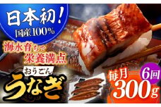 ＜全6回定期便＞【日本初！海水で養殖】長崎県産おうごん うなぎ 計1.8kg（約300g×6回）平戸市 / 松永水産 うなぎ 鰻 ウナギ 土用丑の日 九州産 蒲焼 かばやき   [KAB139]