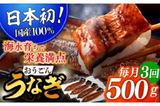 ＜全3回定期便＞【日本初！海水で養殖】長崎県産おうごん うなぎ 計1.5kg（約500g×3回） 平戸市 / 松永水産 [KAB141]