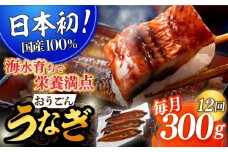 ＜全12回定期便＞【日本初！海水で養殖】長崎県産おうごん うなぎ 計3.6kg（約300g×12回）平戸市 / 松永水産  うなぎ 鰻 ウナギ 土用丑の日 九州産 蒲焼 かばやき  [KAB140]