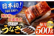 ＜全12回定期便＞【日本初！海水で養殖】長崎県産おうごん うなぎ 計6.0kg（約500g×12回） 平戸市 / 松永水産 [KAB143]