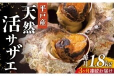 ＜全3回定期便＞【平戸産を活きたまま】天然活 サザエ 計5.4kg（約1.8kg×3回） 平戸市 / ひらど新鮮市場 [KAB162]