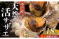 【平戸産を活きたまま】天然活サザエ 約1.8kg