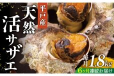 ＜全6回定期便＞【平戸産を活きたまま】天然活 サザエ 計10.8kg（約1.8kg×6回）平戸市 / ひらど新鮮市場 [KAB163]