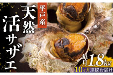 ＜全10回定期便＞【平戸産を活きたまま】天然活 サザエ 計18kg（約1.8kg×10回） 平戸市 / ひらど新鮮市場 [KAB164]