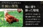 「笑顔が広がる幸せ卵」平戸平飼い 放牧 卵「itadaki」288個（24個×12回）【ナチュラルエッグラボ】 