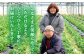 【旬真っ盛り！】平戸産 いちご「ゆめのか」250g×4P（Lサイズ〜）   苺 ストロベリー イチゴ【ひらど新鮮市場】