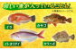 朝獲れ！平戸地魚詰合せ定期便 平戸市 / 平戸瀬戸市場協同組合 
