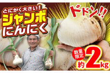 【季節限定】【着日指定 可能】【安心安全！ホクホク食感】ジャンボにんにく 【約2.0kg】平戸市/しげさん農園 [KAA316]ジャンボにんにく 通販 お取り寄せ ギフト 産地直送 今が旬