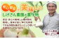 【先行予約】【季節限定】【安心安全！ホクホク食感】ジャンボにんにく 【約2.0kg】平戸市/しげさん農園 