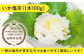 【 イカ を味わい尽くす】平戸の イカ 加工品 4種 食べ比べ 4個セット【百旬館】