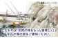 【 お野菜 も摂れる】 いか 団子  40g 6個入り× 4パック【百旬館】