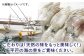 【 お弁当 のおともに！】 いか コロッケ 35g 6個入り × 4パック【百旬館】