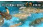 【 鮮度抜群 】 甘くてコリコリ！平戸の ミズイカ （ アオリイカ） 刺身 約300g【百旬館】 