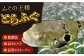 活〆おうごんとらふぐ プレミアムセット（4人前）平戸市 / 松永水産 