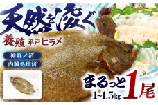 【陸上養殖】【内臓処理済】神経〆平戸ヒラメ1尾 1~1.5kg 平戸市/イワミ水産 [KAB316]ヒラメ 通販 お取り寄せ 刺身 新鮮 天然 高級 白身魚 活魚 産地直送 長崎 平戸 今が旬