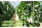 ＜先行予約＞【ていねいに育てた高級果物】平戸市産 ネットメロン「ソナタ」2玉（約1.4kg以上/玉） 