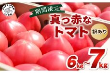 期間限定　真っ赤なトマトわけあり大容量6kg～7kg( トマト とまと ジューシー リコピン 期間限定 松浦市 松浦産 訳あり ふぞろい 産地直送 )【A9-014】