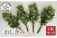 おしきみ60cm 4束セット( しきみ ハナシバ ハナノキ お悔やみ 仏壇 墓花 墓参り 仏前草 盆 お彼岸 60センチ 4束セット )【A7-063】