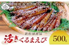 【 先行予約 】【宅配BOX不可】新松浦漁協 活きくるまえび500g（ ふるさと納税 車海老 クルマエビ 車エビ 車えび くるまえび 海老 エビ えび 海鮮 送料無料 活き車えび ）【C0-091】