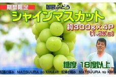 御厨ぶどうシャインマスカット4P 約1.2kg( 果物 フルーツ ブドウ マスカット 松浦産 シャインマスカット デザート 甘い 予約 )【B7-034】