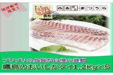 お届けオーダーメイド！鷹島のおいしか鯛1.2kg×5( タイ 鯛 真鯛 マダイ お中元 お歳暮 贈答用 アラ 刺身 煮付 )【I0-013】