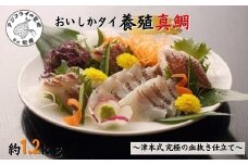 ～津本式・究極の血抜き仕立て～おいしかタイ1.2kg( 松浦 養殖 真鯛 長期熟成 津本式 究極の血抜き 保栄水産 )【B6-039】