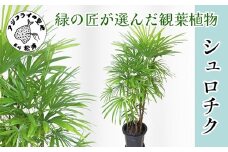 緑の匠が選んだ観葉植物 素敵な空間づくりに シュロチク( シュロチク 観葉植物 インテリア 植物 新築祝い 贈り物 開店祝い 引っ越し祝い 送料無料 )【E7-004】