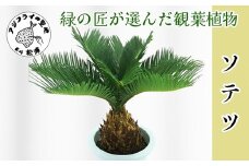 緑の匠が選んだ観葉植物 素敵な空間づくりに ソテツ( ソテツ 観葉植物 インテリア 植物 新築祝い 贈り物 開店祝い 引っ越し祝い 送料無料 )【C4-024】
