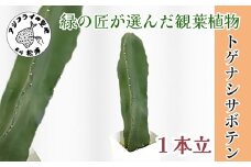 緑の匠が選んだ観葉植物 素敵な空間づくりに トゲナシサボテン 1本立( トゲナシサボテン 観葉植物 インテリア 植物 新築祝い 贈り物 開店祝い 引っ越し祝い 送料無料 )【B8-032】