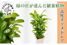 緑の匠が選んだ観葉植物 素敵な空間づくりに 高性チャメドレア( チャメドレア 観葉植物 インテリア 植物 新築祝い 贈り物 開店祝い 引っ越し祝い 送料無料 )【B8-033】