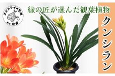 緑の匠が選んだ観葉植物 素敵な空間づくりに クンシラン( クンシラン 観葉植物 インテリア 植物 新築祝い 贈り物 開店祝い 引っ越し祝い 送料無料 )【C0-085】