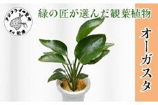 緑の匠が選んだ観葉植物 素敵な空間づくりに オーガスタ( オーガスタ 観葉植物 インテリア 植物 新築祝い 贈り物 開店祝い 引っ越し祝い 送料無料 )【C2-044】