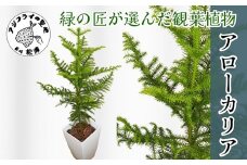 緑の匠が選んだ観葉植物 素敵な空間づくりに アローカリア( アローカリア 観葉植物 インテリア 植物 新築祝い 贈り物 開店祝い 引っ越し祝い 送料無料 )【D2-012】