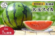 松浦産大玉スイカ(1玉7kg前後) ( すいか 西瓜 野菜 夏野菜 産地直送 期間限定 数量限定 ミネラル 新鮮 甘い あまい 大玉 ギフト プレゼント 贈り物 予約 )【B2-182】