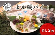 真鯛1匹柵どり済みで刺身・焼物・煮物に扱いやすさ抜群！よか鯛バイ！( 鯛 タイ 真鯛 マダイ 刺身 煮付け 煮つけ 焼き物 焼き魚 簡単調理 )【B9-020】