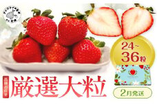 厳選大粒 こだわり苺 品種お任せ12～18粒×2パック(2月発送) ( いちご 苺 イチゴ 紅ほっぺ かおり野 さがほのか 恋みのり 果物 フルーツ )【B6-041-02M】